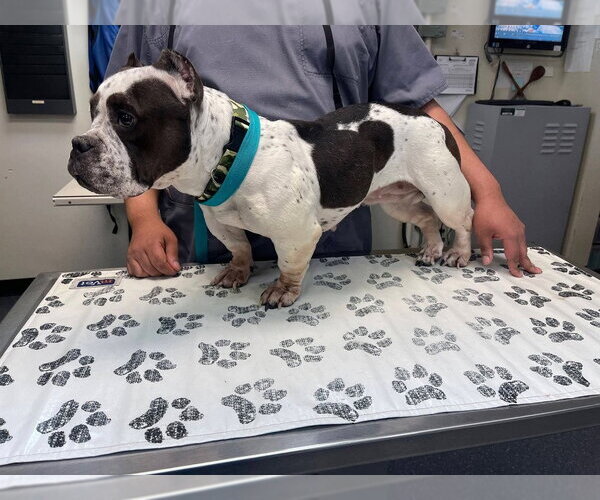 Medium Photo #3 American Pit Bull Terrier-Unknown Mix Puppy For Sale in Caldwell, NJ, USA