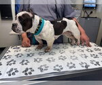 Small #2 American Pit Bull Terrier Mix