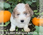 Litter of - Female Bernedoodle (Miniature) Puppy for Sale - Photo #9