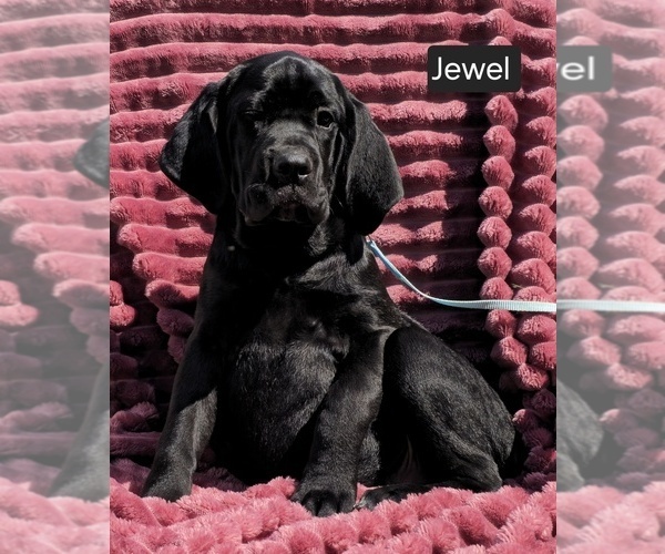Medium Photo #1 Cane Corso Puppy For Sale in MINERAL WELLS, WV, USA