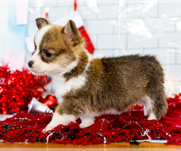Medium Photo #10 Cardigan Welsh Corgi Puppy For Sale in WAKARUSA, IN, USA
