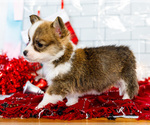 Small Photo #10 Cardigan Welsh Corgi Puppy For Sale in WAKARUSA, IN, USA