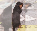 Small Photo #166 Yorkshire Terrier Puppy For Sale in AKRON, OH, USA