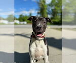 Small #14 Lab-Pointer