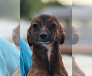 Chiweenie Dogs for adoption in San Diego, CA, USA