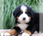 Small Bernese Mountain Dog
