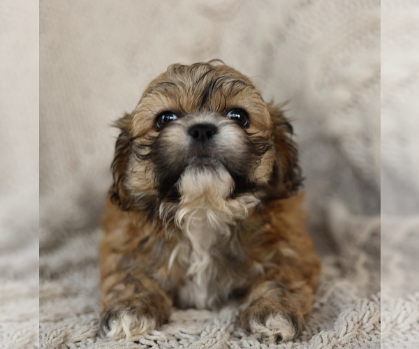 Medium Photo #9 Zuchon Puppy For Sale in HOUSE SPRINGS, MO, USA