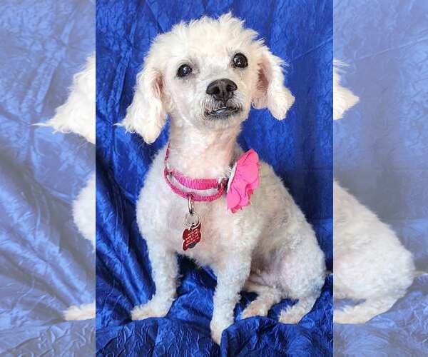 Medium Photo #3 Poochon Puppy For Sale in Cuba, NY, USA