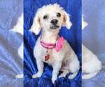 Small #2 Poochon