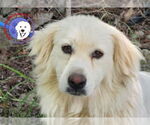 Small Great Pyrenees