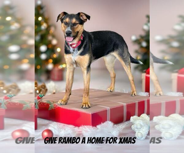 Medium Photo #3 Mutt Puppy For Sale in Highland, IL, USA