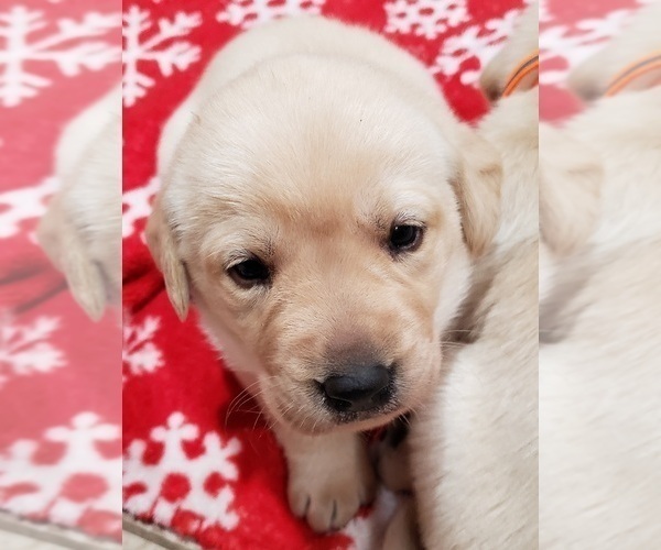 Medium Photo #13 Labrador Retriever Puppy For Sale in OLYMPIA, WA, USA