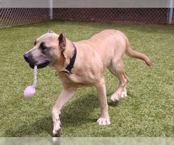 Medium Photo #3 Mastiff-Unknown Mix Puppy For Sale in Rockaway, NJ, USA
