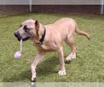 Small #2 Mastiff Mix