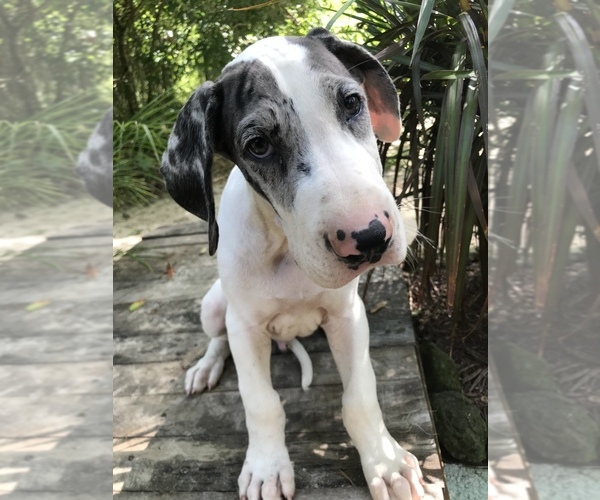 Medium Photo #1 Great Dane Puppy For Sale in OCALA, FL, USA