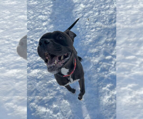 Medium Photo #4 American Staffordshire Terrier-Boxer Mix Puppy For Sale in Pierceton , IN, USA