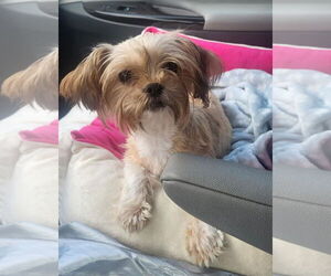 Shih Tzu-Unknown Mix Dogs for adoption in Thomasville, NC, USA