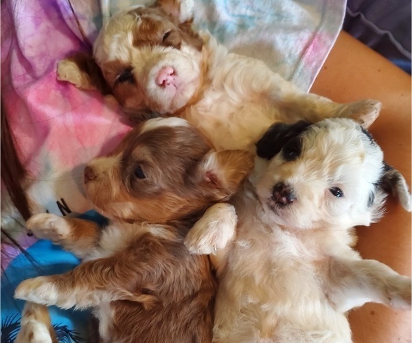 Medium Photo #22 Bernedoodle (Miniature) Puppy For Sale in LEETONIA, OH, USA