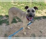 NIKE - Female Rhodesian Ridgeback-Unknown Mix Dog for Adoption - Small photo