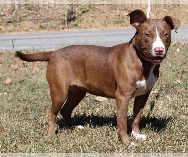 Medium Photo #2 Mutt Puppy For Sale in Prattville, AL, USA