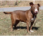 Small #1 Mutt