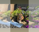 Puppy Jimmy Basset Hound