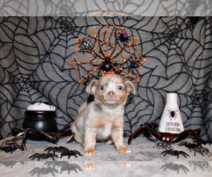 Chihuahua Puppy for Sale in CHARLESTON, Arkansas USA