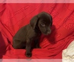 Small #4 Labrador Retriever