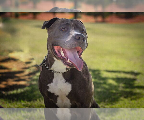 Medium Photo #5 Bulldog-Staffordshire Bull Terrier Mix Puppy For Sale in Chandler, AZ, USA