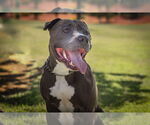 Small #4 Bulldog-Staffordshire Bull Terrier Mix