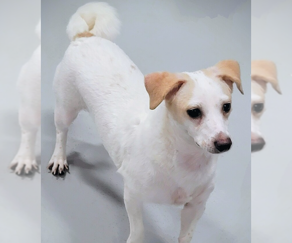 Medium Photo #4 Jack Russell Terrier-Unknown Mix Puppy For Sale in Studio City, CA, USA