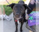Small #11 Labrador Retriever Mix