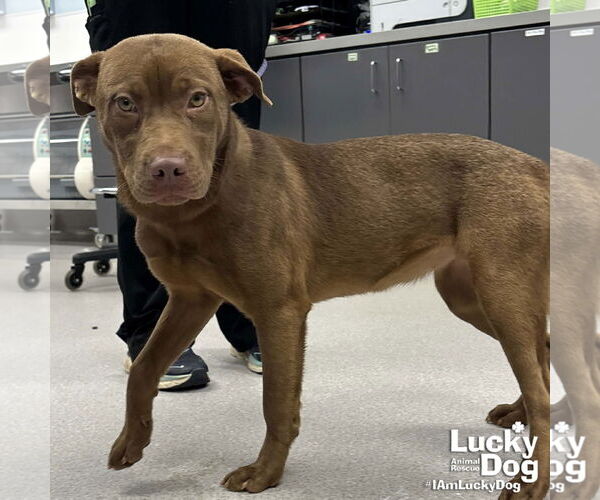 Medium Photo #3 Labrador Retriever-Unknown Mix Puppy For Sale in Washington, DC, USA