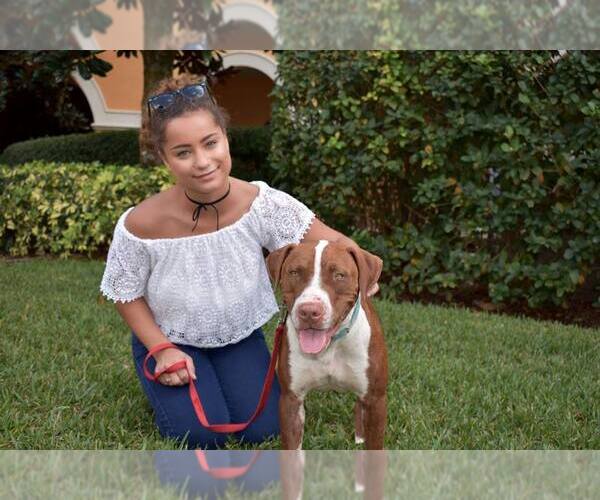 Medium Photo #14 Boxer-Unknown Mix Puppy For Sale in Sanford, FL, USA