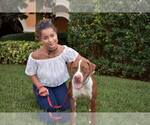 Small #13 Boxer Mix