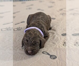 Medium Goldendoodle