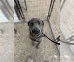 Small #5 Weimaraner Mix