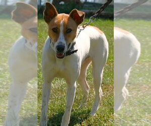 Lincoln - Male Siberian Husky-Unknown Mix Dog for Adoption - Photo #4