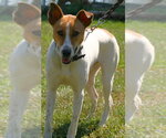 Small Photo #4 Siberian Husky-Unknown Mix Puppy For Sale in Linton, IN, USA