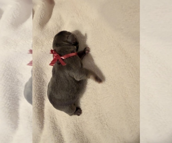 Medium Photo #4 French Bulldog Puppy For Sale in PONSFORD, MN, USA