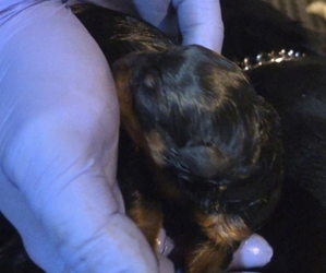 Rottweiler Puppy for sale in SIGOURNEY, IA, USA