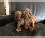 Small #3 Irish Setter