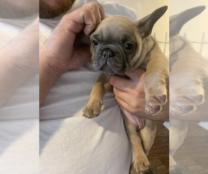 French Bulldog Puppy for sale in GREENSBORO, NC, USA