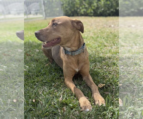 Medium Photo #3 Unknown-Vizsla Mix Puppy For Sale in Lighthouse Point, FL, USA