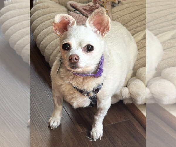 Medium Photo #4 Chihuahua-Unknown Mix Puppy For Sale in Clarkston, MI, USA