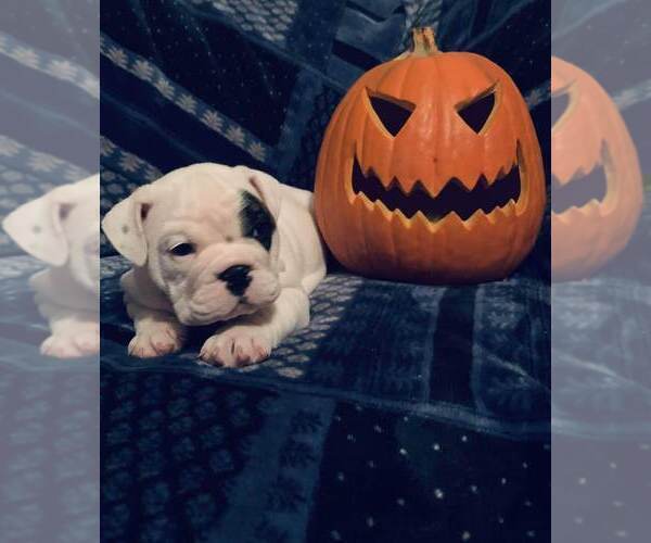 Medium Photo #1 English Bulldog Puppy For Sale in ACWORTH, GA, USA