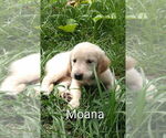 Small Photo #16 Golden Retriever Puppy For Sale in PLANT CITY, FL, USA