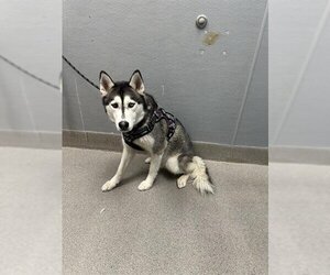 Huskies -Unknown Mix Dogs for adoption in Las Vegas, NV, USA