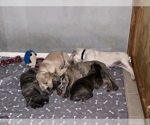 Cane Corso Litter for sale in NEWARK, OH, USA