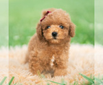 Small #2 Poodle (Toy)